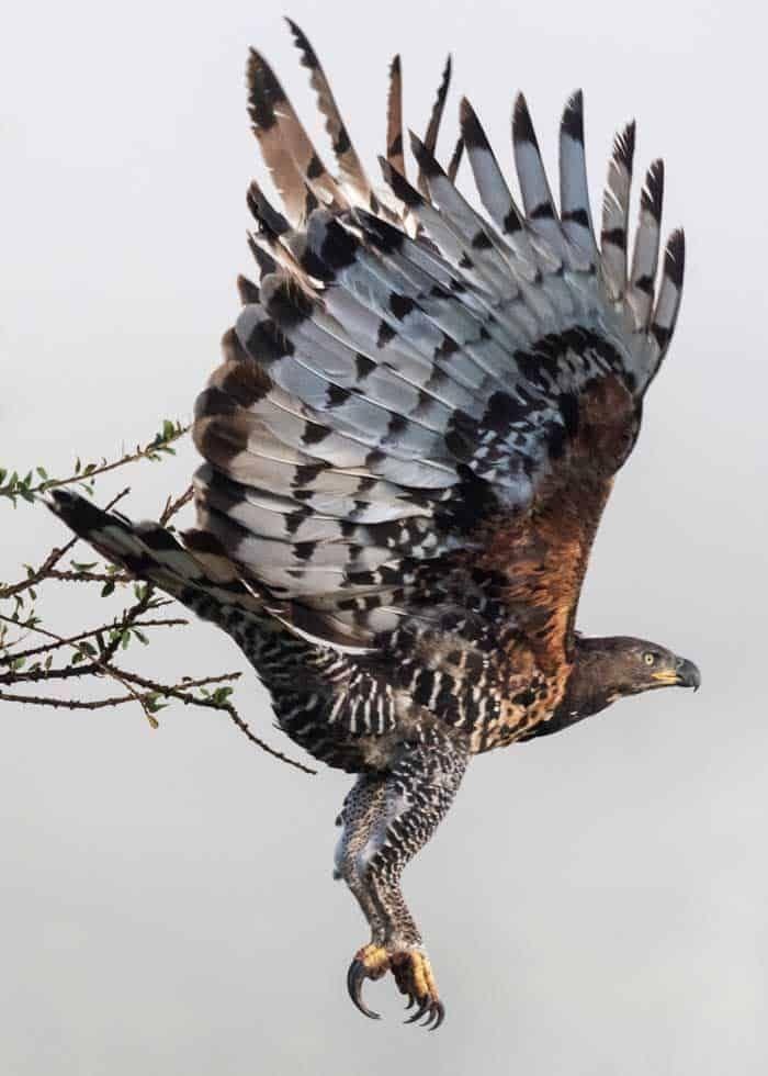 Bird Viewing Extravaganza